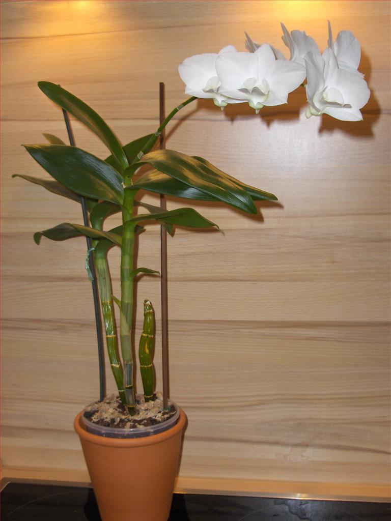 Dendrobium phalaenopsis deals