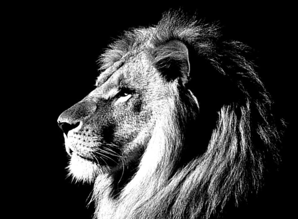 White Lion Wallpapers   Wallpaper Cave
