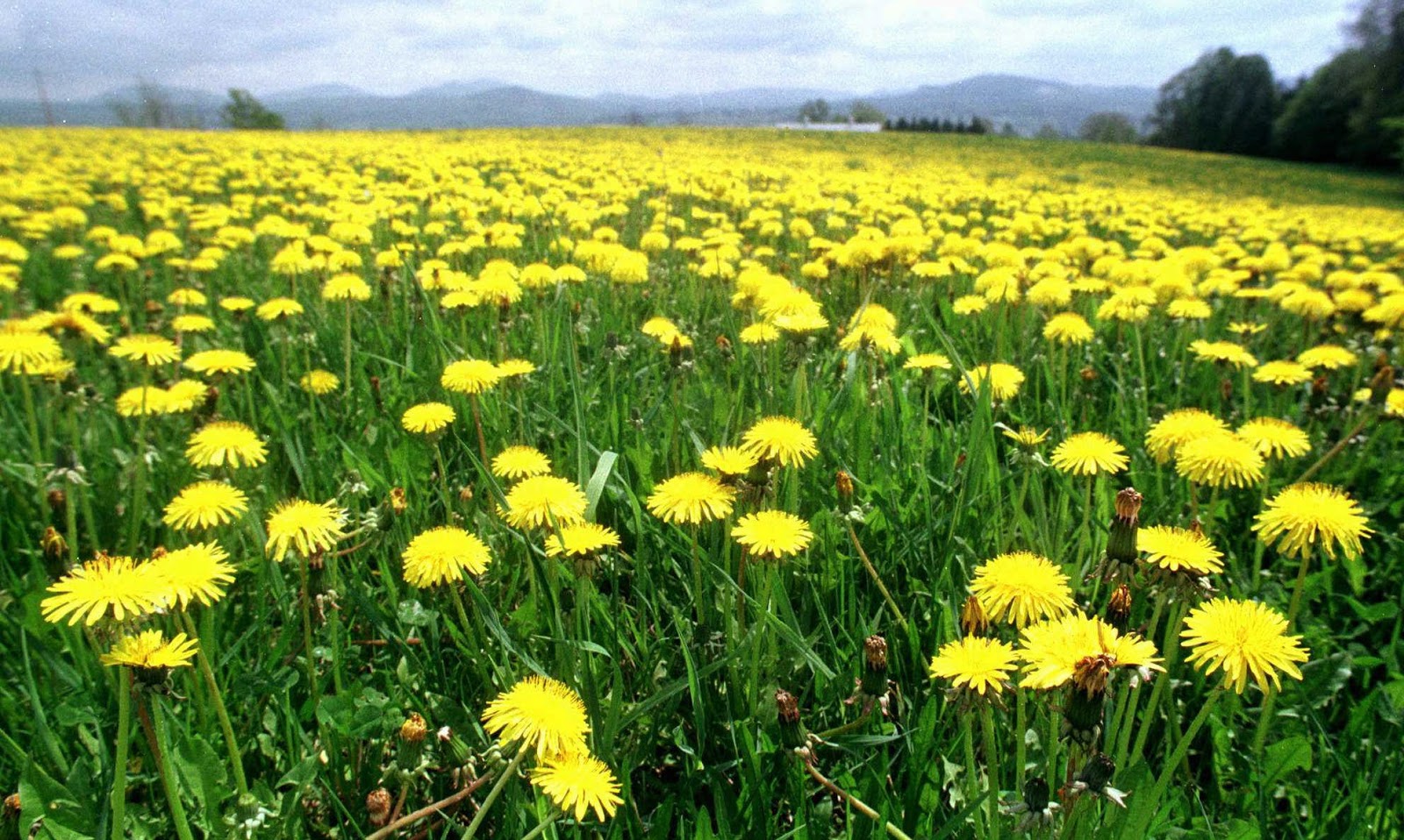 Every Day Is Special May 7 Dandelion Day