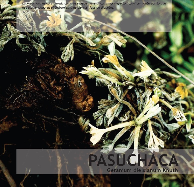 pasuchaca y diabetes