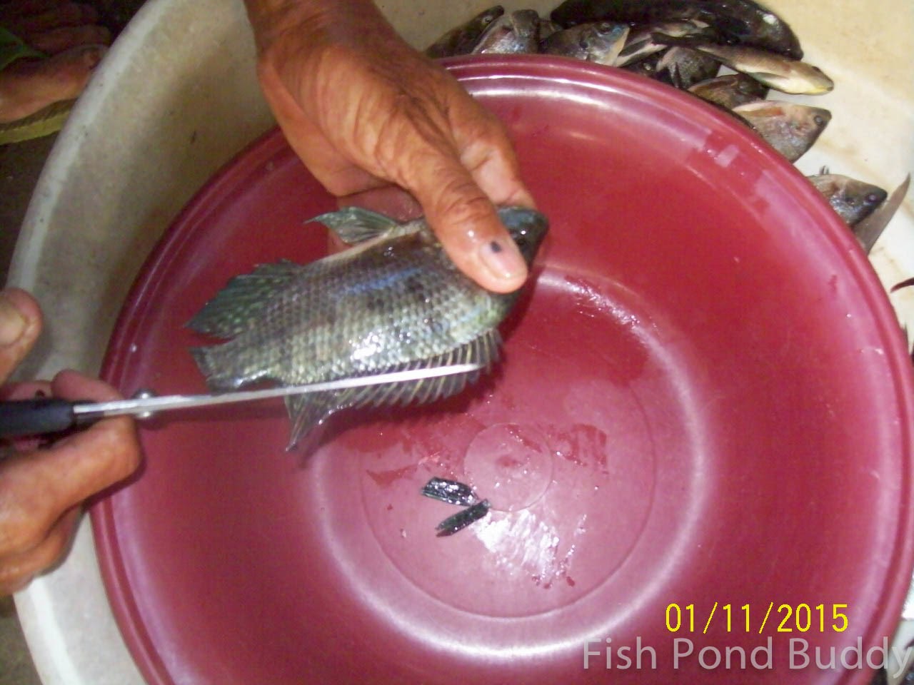 Fish Pond Buddy How to Clean and Make Sundried Tilapia