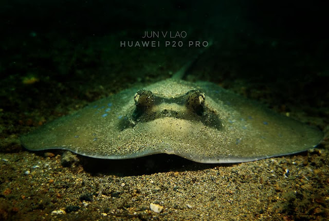 scuba diving, underwater Photography, huawei p20 pro underwater, paparazsea, jun v lao