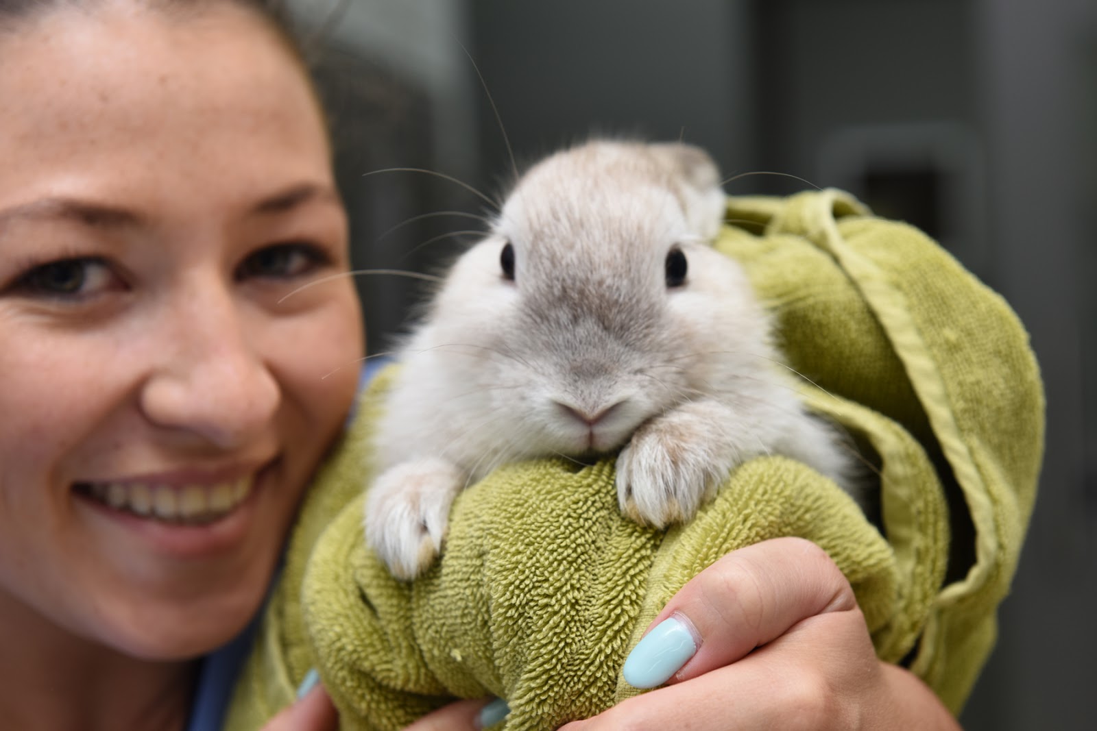 Small Animal Talk Top tips for working with rabbit patients