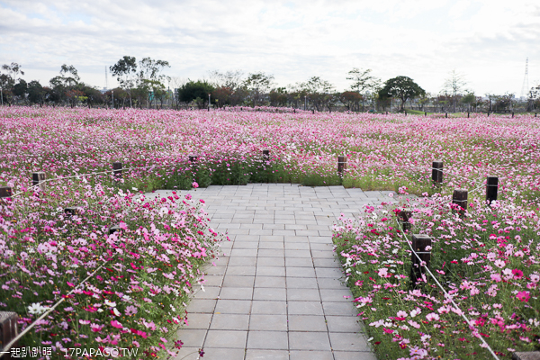 后里花田綠廊大波斯菊花海盛開,賞花拍照順遊棒棒糖花海 后里花田綠廊大波斯菊花海盛開,賞花拍照順遊棒棒糖花海