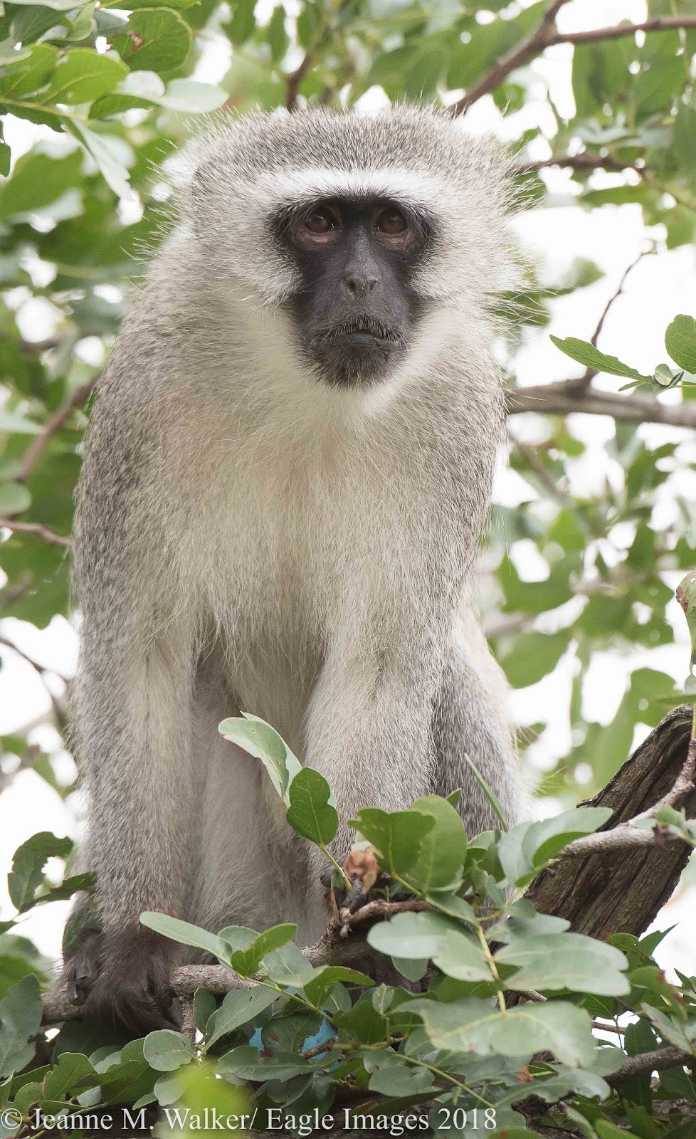 Africa Kruger National Park Monkeys