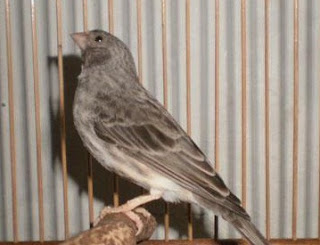 Rahasia Cara Merawat Burung Sanger Agar Cepat Gacor Super Kilat