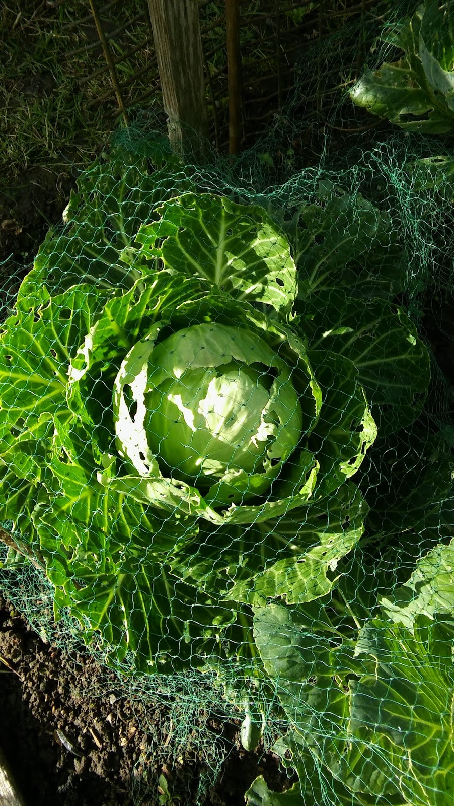 Green Lung Holey Cabbage