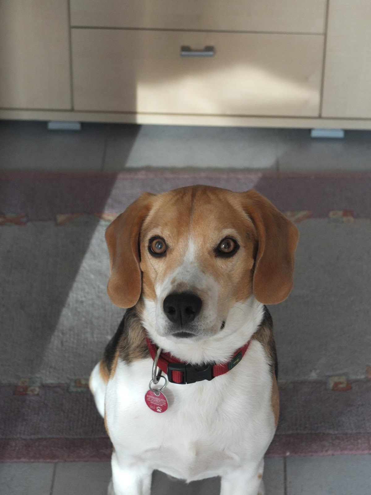 Ein Beagle auf Wanderschaft Frühjahrsputz und Speckröllchen Wie wiegt