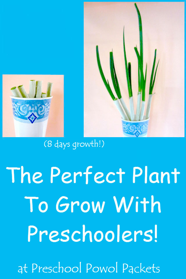 The Perfect Plant to Grow With Preschoolers! Preschool Powol Packets