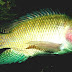 Tilapia - Tilapia Fish