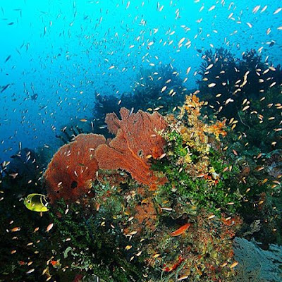 foto pemandangan bawah laut pulau weh aceh