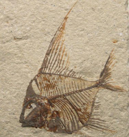 Fosil Ikan