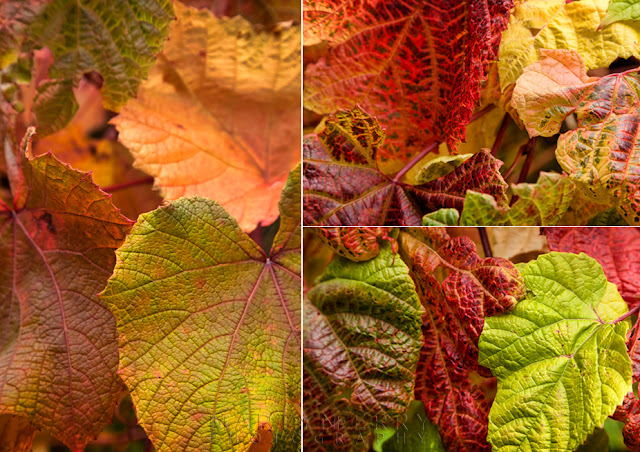Close up photography of autumn leaves by Martyn Ferry Photography