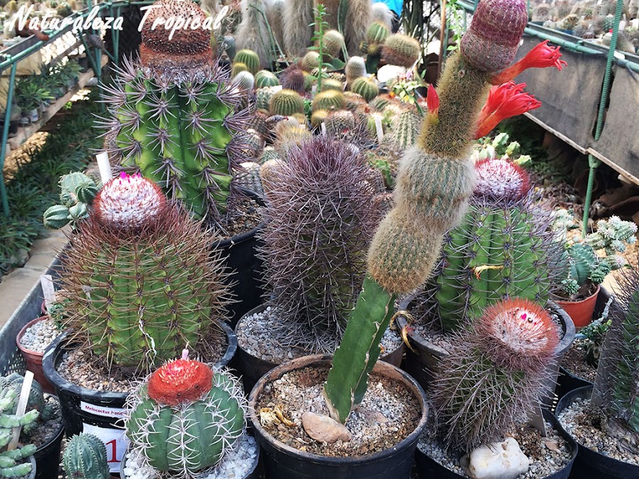 Colección de cactus variados