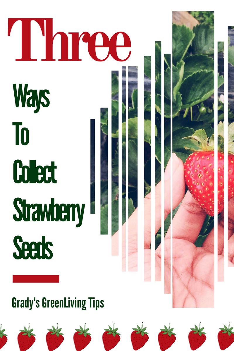 Grady's GreenLiving Tips Three Ways to Collect Strawberry Seeds