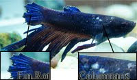 Betta with Fish Rot and Columnaris