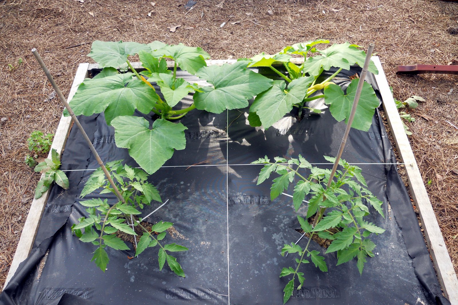 Hybrid Plants Home Decorating IdeasBathroom Interior Design