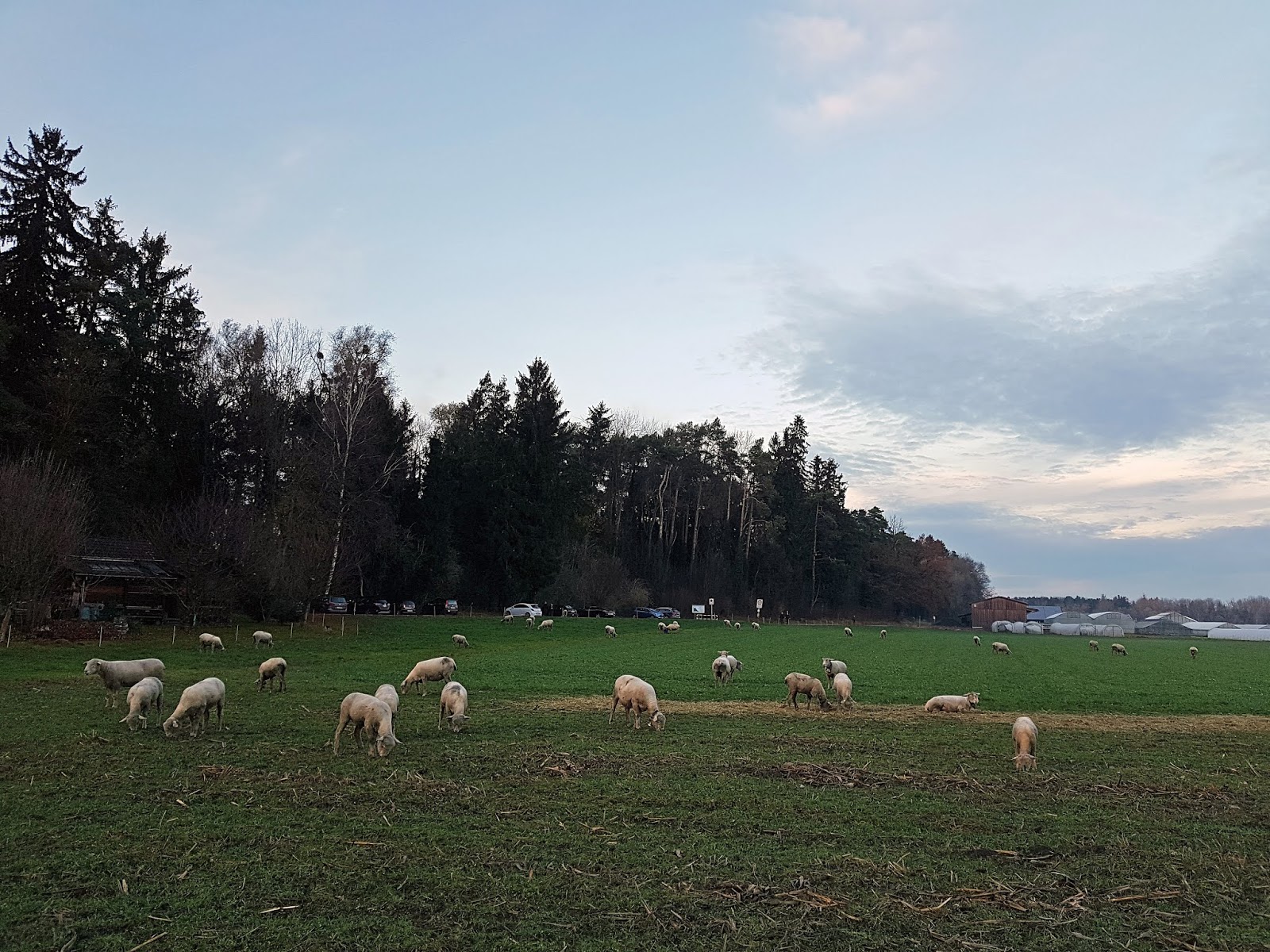 2R Schafe Im Naturschutzgebiet
