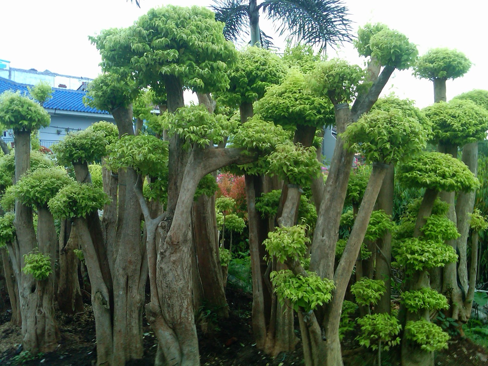 Macam-macam tanaman hias | Bonsai | Rumput | pohon pelindung | JUAL