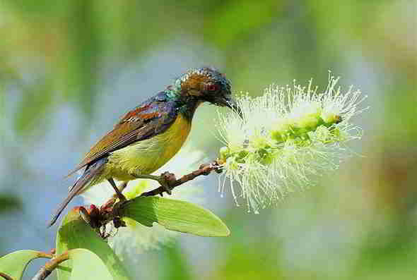 3 Jenis Kolibri Kelapa Paling Terkenal Di Indonesia