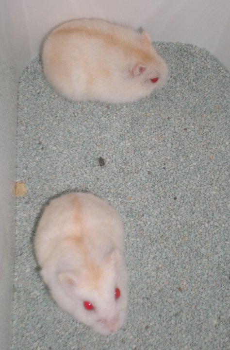 the ROVER: JENIS-JENIS HAMSTER DAN KARAKTERNYA