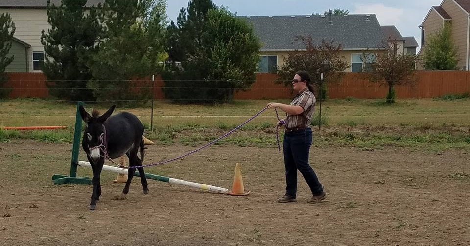 Foghorn Farm Donkey Training 5 Training Tips for Donkey Owners