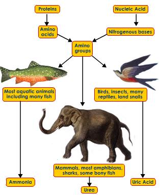 osmoregulation: Excretory products of Animals