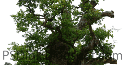 Gambar Pohon - Terpopuler 34+ Gambar Pohon Nangka - We did not find