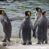 Humor. Chistes : Pingüinos al zoo // El Rey y el pronostico del tiempo