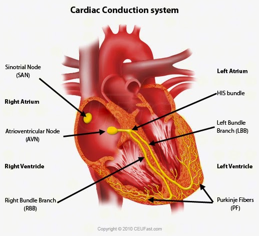 #46 The Heart | Biology Notes for A level