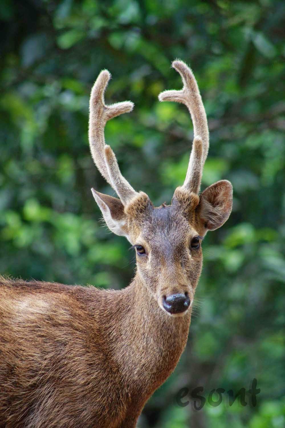 Wisata Pulau Bawean: rusa bawean (Axis Kuhlii),