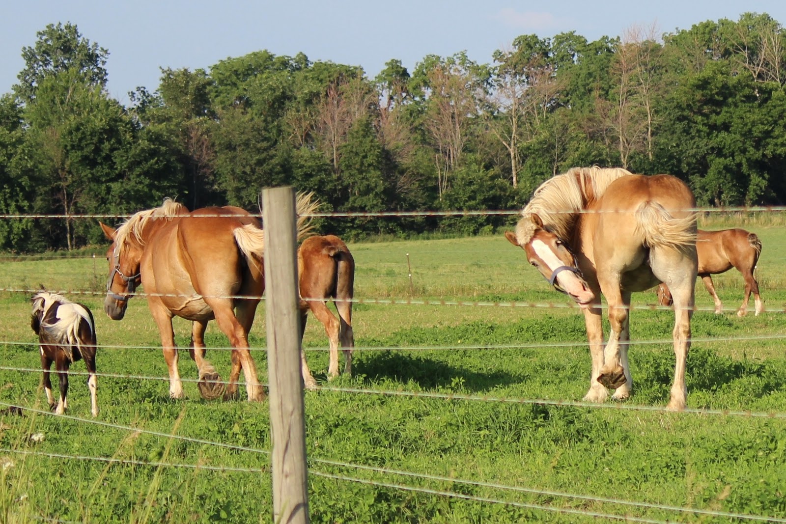 To Behold the Beauty Pony Among Draft Horses