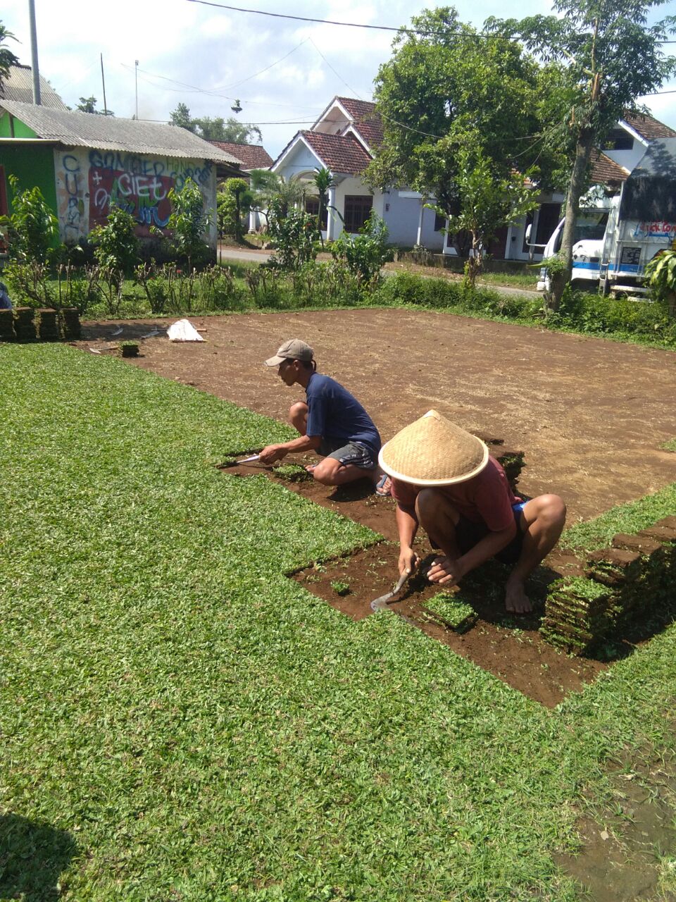 Inilah Cara Menanam Rumput Gajah Mini Paling Praktis