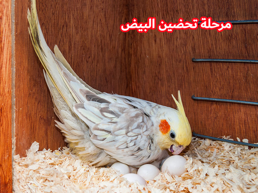 علامات اقتراب وضع البيض عند عصافير الكوكتيل محبي ببغاء الكوكتيل