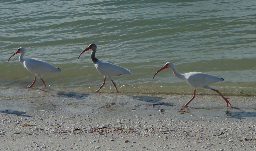  ile de Sanibel Floride ibis blancs