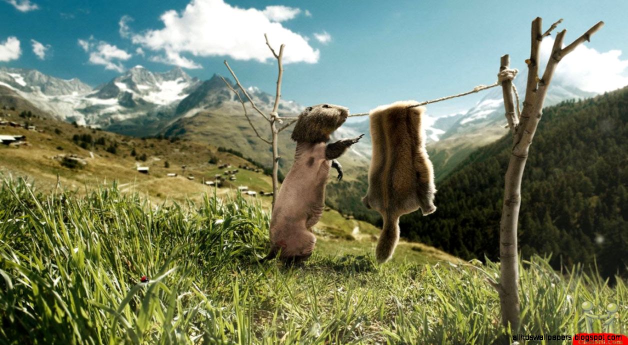 Funniest Wallpaper In The World All HD Wallpapers