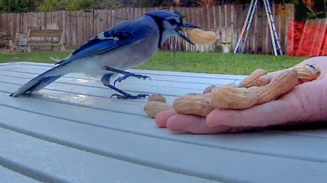 Blue Jay Party