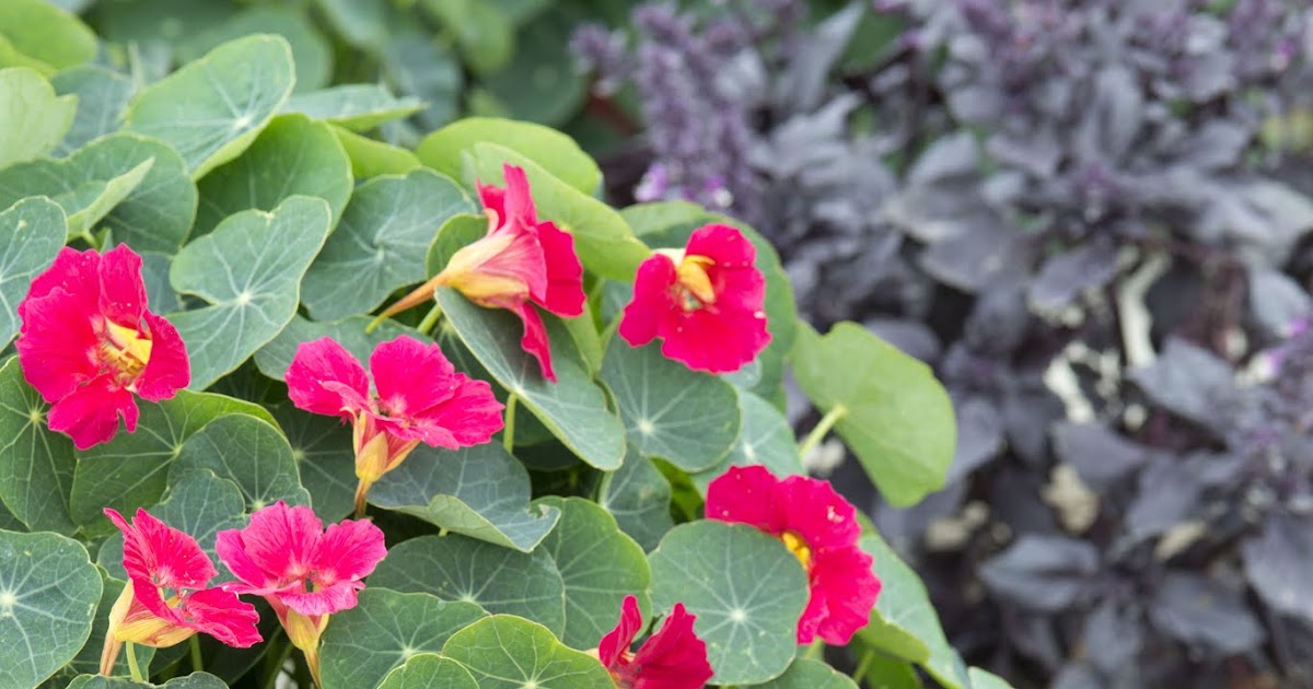 GoGardenNow The Gardening Blog All America Selections Announces the