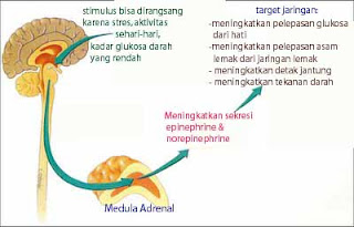 Proses Terjadinya Jatuh Cinta Sains BIOLOGIPEDIA Proses Terjadinya Jatuh Cinta Sains BIOLOGIPEDIA