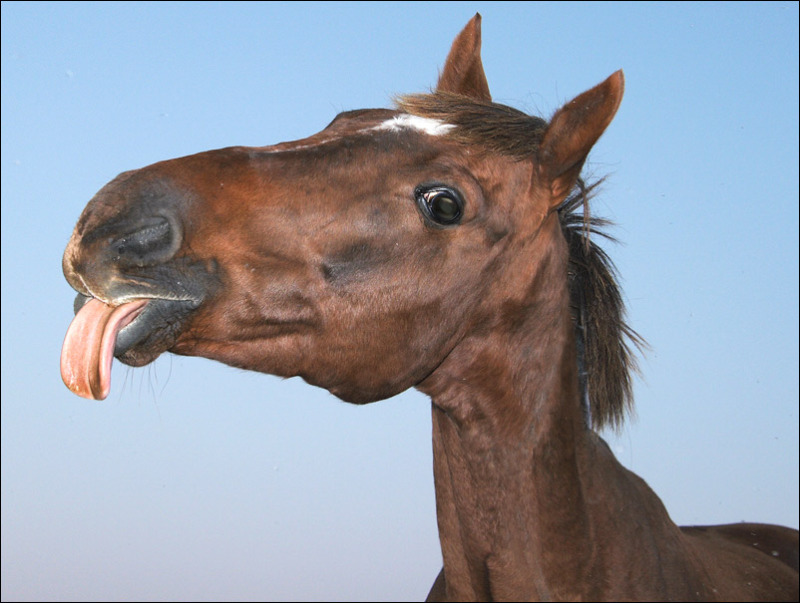 Лошадка язык. Смешная лошадь. Лошадь с высунутым языком. Удивленный конь. Смешная морда лошади.