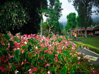 Natural Garden With Perennial Flowering Plants Perpetual Begonia At Ulun Danu Bratan, Tabanan, Bali, Indonesia
