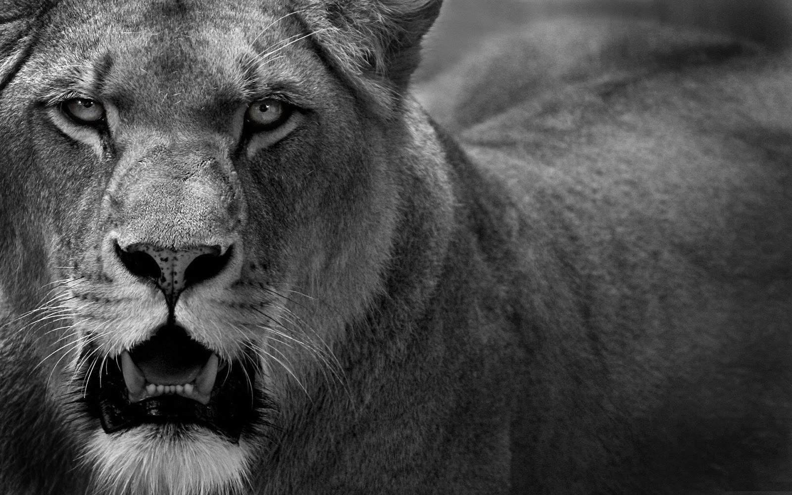 HD Wallpapers and Backgrounds of animals and pets: Foxes, Horses, Tiger, Dogs, Cats, Squirrels, Rabits and Others