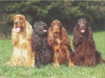 Cães de Raça, pequenos, grandes, inteligentes e perigosos: Cocker ...