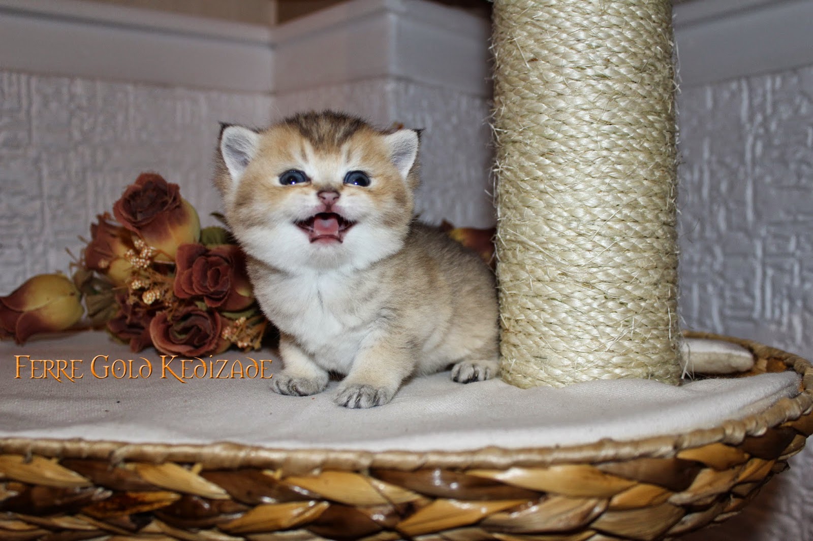 British Shorthair erkek yavru * Golden Shaded Ferre British Shorthair