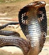 Short essay on snakes image