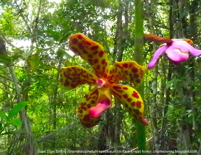 Tiger Orchid(Grammatophyllum spesiosum)