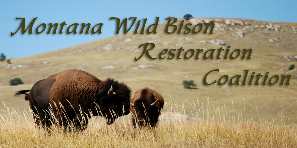 Montana Wild Bison Restoration Coalition News November 2018