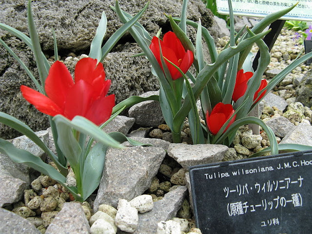 SPECIES TULIP - Tulipa Wilsoniana Tulipa Wilsoniana planted in a rocky border with fully opened red flower