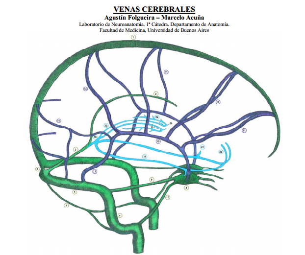 Anatomía 2012 Ayudante Pablo Prado Venas Cerebrales