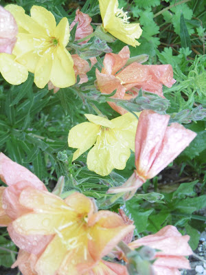 fleurs couleurs mixées Bergerac malooka